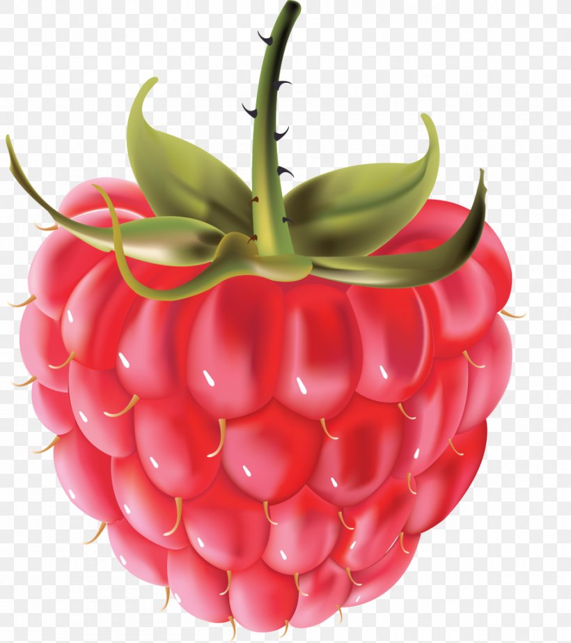 Vector Graphics Raspberry Clip Art Berries, PNG, 909x1024px, Raspberry, Accessory Fruit, Berries, Berry, Boysenberry Download Free
