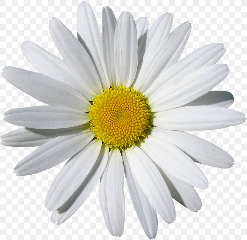 Daisy, PNG, 1292x1258px, Flower, Barberton Daisy, Chamomile, Daisy, Flowering Plant Download Free