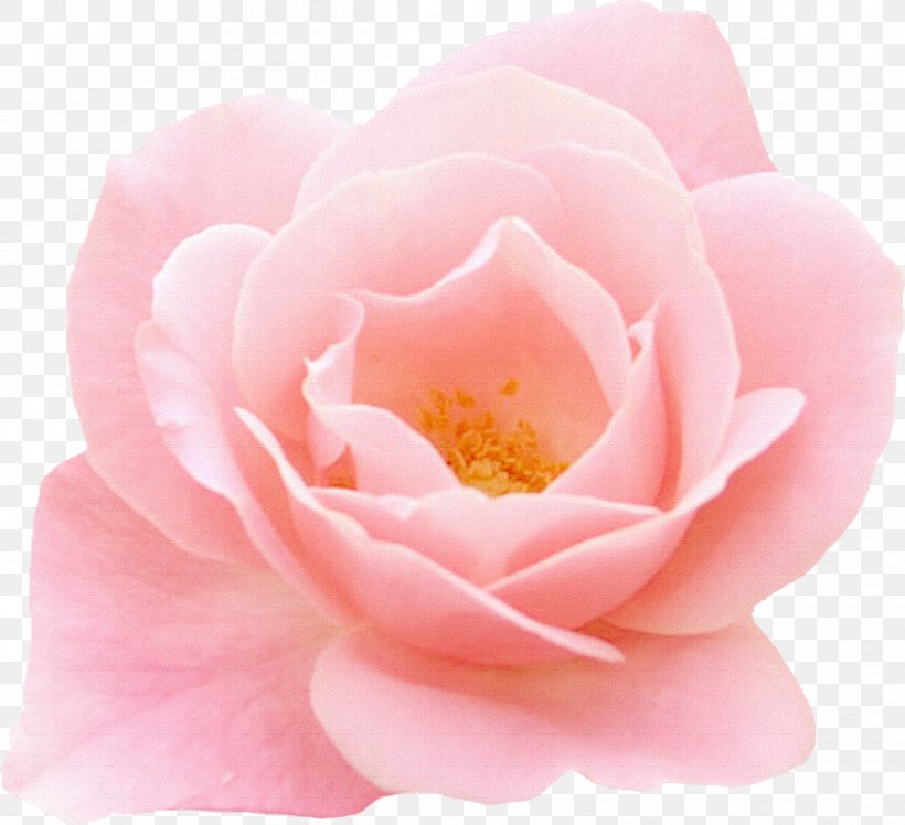 Flower Garden Roses Centifolia Roses Pink, PNG, 1200x1095px, Flower, Camellia, Centifolia Roses, China Rose, Close Up Download Free