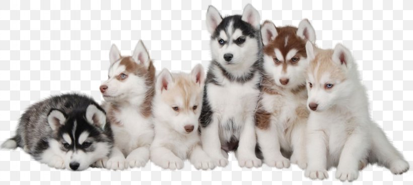 Siberian Husky Puppy Maltese Dog Morkie, PNG, 1280x575px, Siberian Husky, Alaskan Klee Kai, Alaskan Malamute, Canadian Eskimo Dog, Carnivoran Download Free