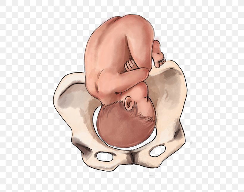 Fetal Position Childbirth Infant Breech Birth, PNG, 500x647px, Watercolor, Cartoon, Flower, Frame, Heart Download Free