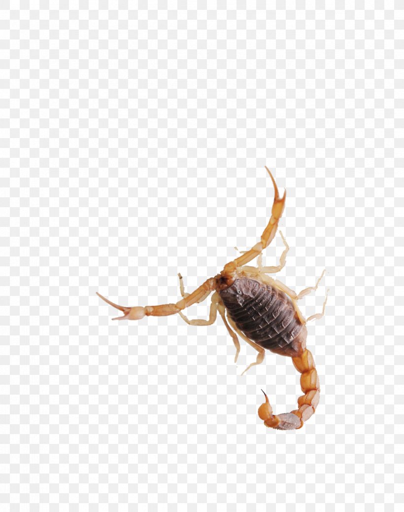 Scorpion Insect, PNG, 2367x2999px, Scorpion, Animal, Arthropod, Insect, Invertebrate Download Free