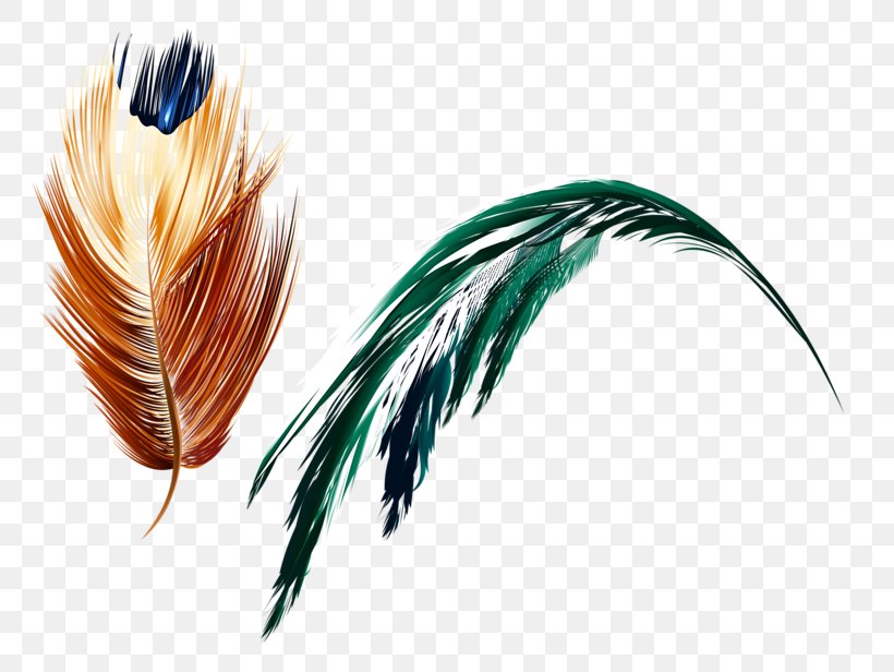 Feather Art Light, PNG, 800x616px, Feather, Art, Chart, Color, Editing Download Free