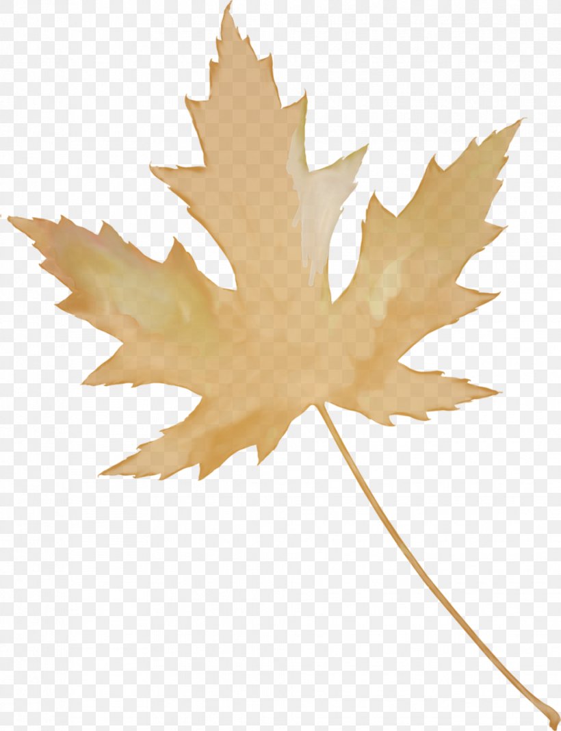 Maple Leaf Autumn Leaves, PNG, 982x1280px, Maple Leaf, Autumn, Autumn Leaves, Flowering Plant, Leaf Download Free