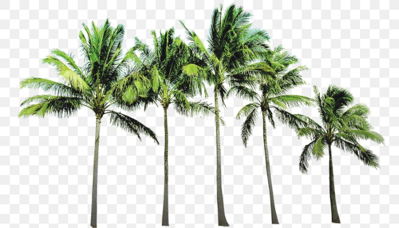 Arecaceae Beach Wallpaper, PNG, 769x469px, Arecaceae, Arecales, Beach, Coconut, Directory Download Free