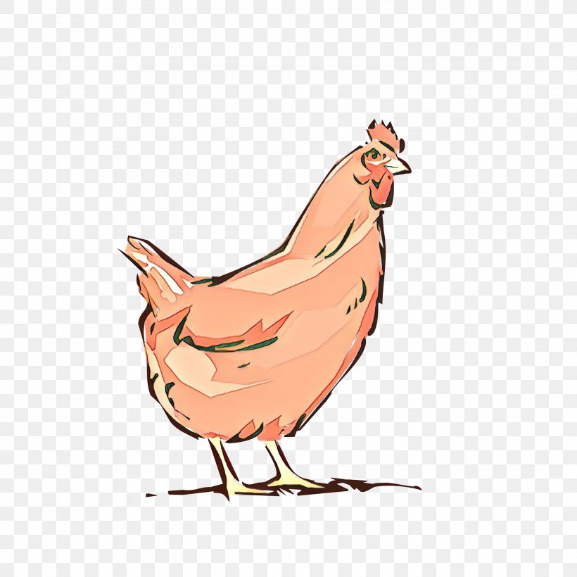 Chicken Bird Cartoon Rooster Beak, PNG, 3000x3000px, Chicken, Beak, Bird, Cartoon, Comb Download Free