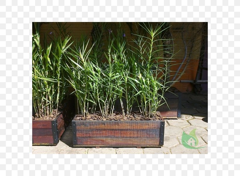 Flowerpot Property Grasses Houseplant Herb, PNG, 600x600px, Flowerpot, Family, Grass, Grass Family, Grasses Download Free