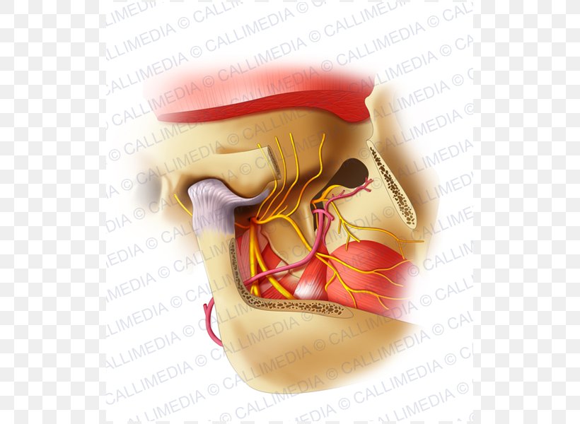 Mandibular Nerve Jaw Trigeminal Nerve Alaleuanluu, PNG, 600x600px, Mandibular Nerve, Alaleuanluu, Anatomy, Facial Artery, Inferior Alveolar Nerve Download Free