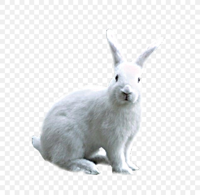 Domestic Rabbit Hare, PNG, 800x800px, Domestic Rabbit, Animal, Fauna, Gratis, Hare Download Free