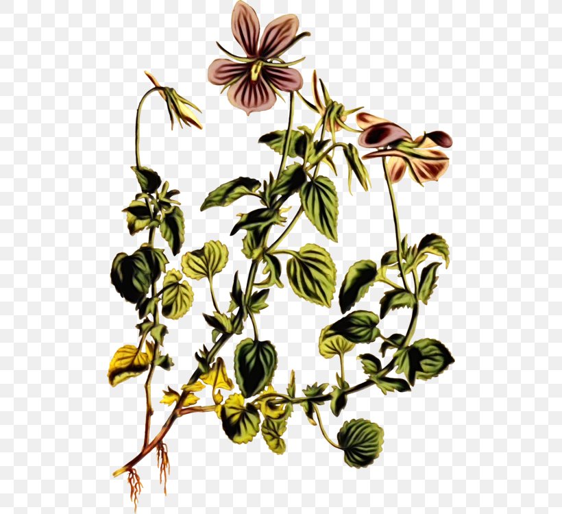 Flower Flowering Plant Plant Passion Flower Family Passion Flower, PNG, 508x750px, Watercolor, Clematis, Flower, Flowering Plant, Paint Download Free