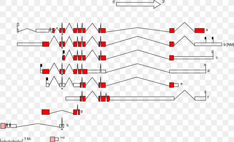 Gene STK11 Mutation Protein DNA, PNG, 1200x729px, Gene, Area, Diagram, Dna, Exon Download Free