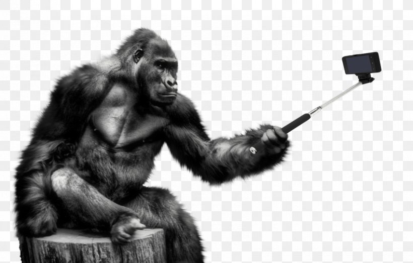 Gorilla Transparency Clip Art Image, PNG, 850x543px, Gorilla, Black And White, Camera, Common Chimpanzee, Great Ape Download Free