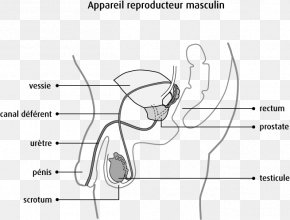 Scrotum Images Scrotum Transparent Png Free Download