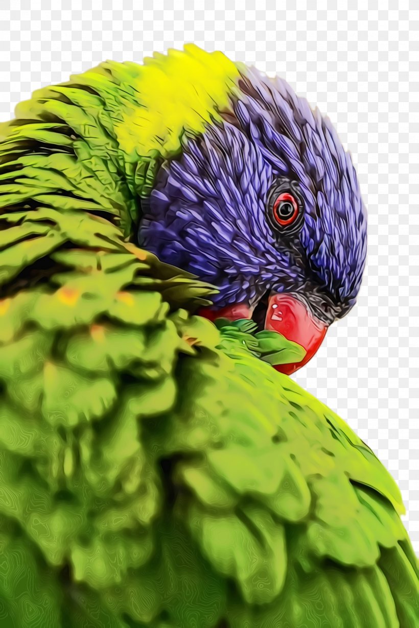 Colorful Background, PNG, 1632x2448px, Parrot, Beak, Bird, Budgie, Closeup Download Free