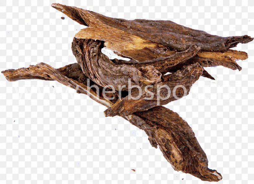 Common Comfrey Root Herbaceous Plant Medicine Meadowsweet, PNG, 1024x741px, Common Comfrey, Animal Source Foods, Disease, Herb, Herbaceous Plant Download Free