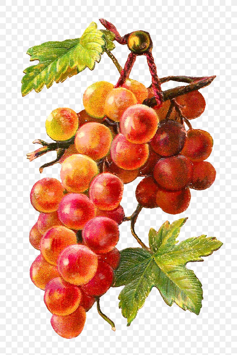 Common Grape Vine Muscadine Grape Clip Art, PNG, 800x1226px, Common Grape Vine, Ampelography, Berry, Food, Fruit Download Free