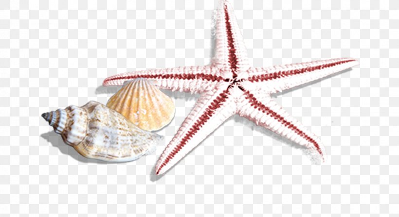 Seashell Starfish Sea Snail, PNG, 1619x884px, Seashell, Beach, Pixel, Raster Graphics, Sea Snail Download Free
