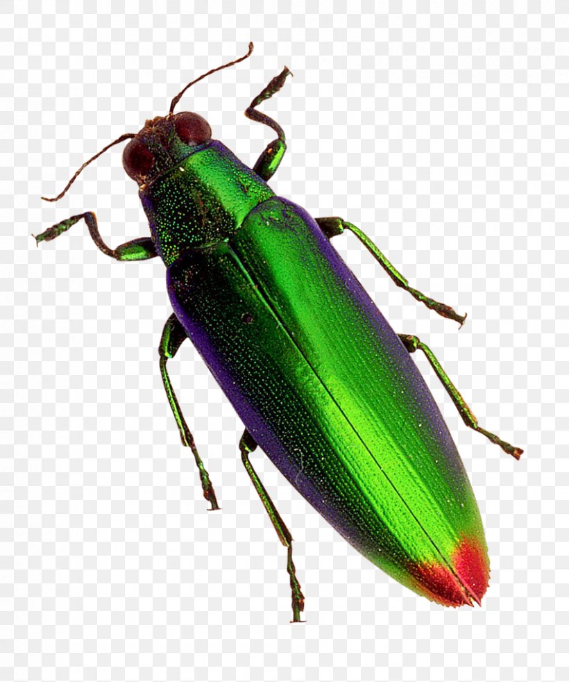 Beetle, PNG, 850x1018px, Beetle, Animal, Arthropod, Buprestidae, Digital Media Download Free