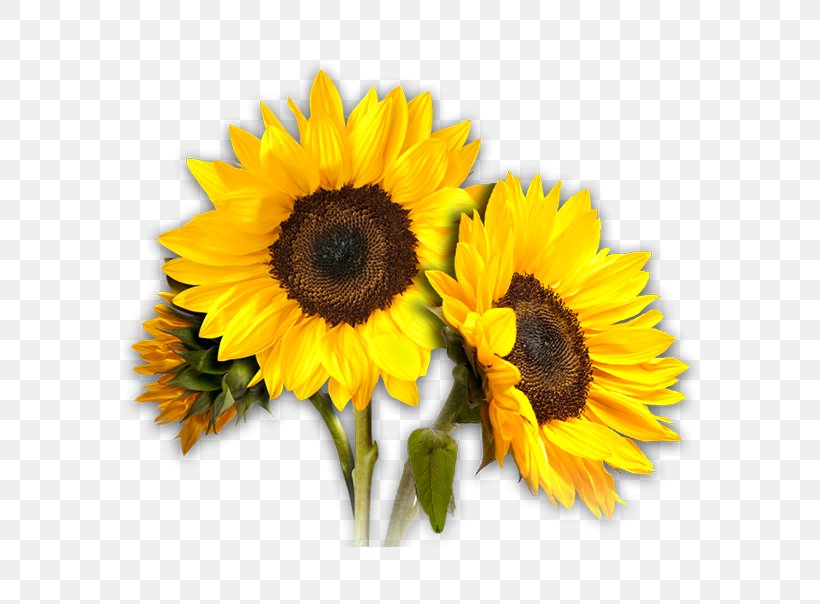 Common Sunflower Desktop Wallpaper Clip Art, PNG, 586x604px, Common Sunflower, Annual Plant, Cut Flowers, Daisy Family, Display Resolution Download Free