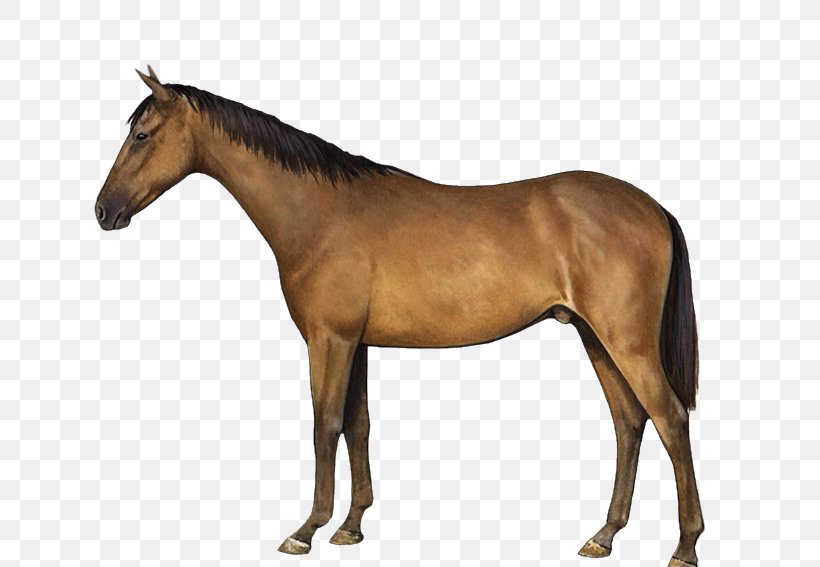 Thoroughbred Tennessee Walking Horse American Paint Horse Darby Dan Farm Desktop Wallpaper, PNG, 650x567px, Thoroughbred, American Paint Horse, Black, Breed, Bridle Download Free