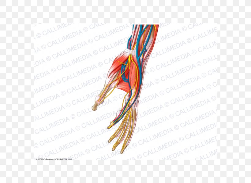 Finger Nervous System Nerve Human Anatomy Blood Vessel, PNG, 600x600px, Watercolor, Cartoon, Flower, Frame, Heart Download Free