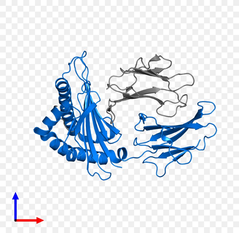 Human Leukocyte Antigen HLA-B HLA-DM MHC Class II Peptide, PNG, 800x800px, Human Leukocyte Antigen, Area, Art, Artwork, Blue Download Free