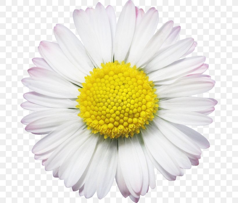 Oxeye Daisy Common Daisy Flower Chamomile, PNG, 680x699px, Oxeye Daisy, Annual Plant, Aster, Chamaemelum Nobile, Chamomile Download Free