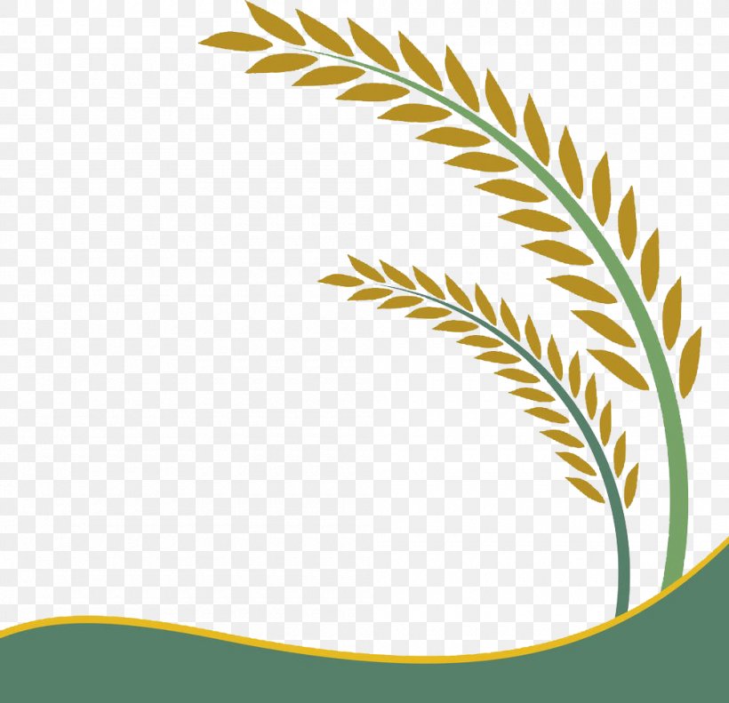 Paddy Field Oryza Sativa Rice Crop Clip Art, PNG, 1000x965px, Paddy Field, Agriculture, Cereal, Crop, Drawing Download Free