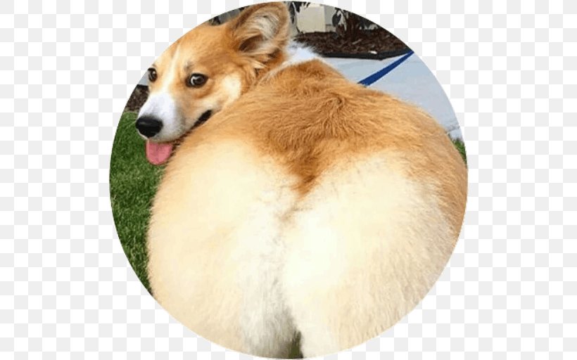 Pembroke Welsh Corgi Dog Shaming Siberian Husky German Shepherd Pomeranian, PNG, 512x512px, Pembroke Welsh Corgi, Animal, Breed, Canaan Dog, Carnivoran Download Free