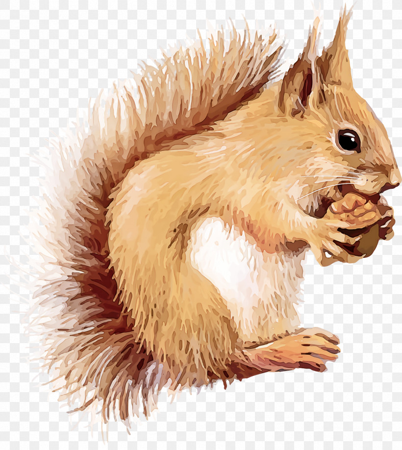 Squirrel Acorns, PNG, 1786x2000px, Squirrel, Acorns, Eurasian Red Squirrel, Fawn, Fox Squirrel Download Free