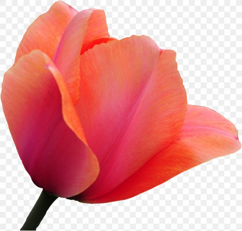 Tulip Cut Flowers Rose, PNG, 2271x2176px, Tulip, Bud, China Rose, Close Up, Cut Flowers Download Free