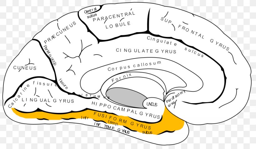 Anterior Cingulate Cortex Cerebral Cortex Prefrontal Cortex Brain, PNG, 1025x598px, Watercolor, Cartoon, Flower, Frame, Heart Download Free