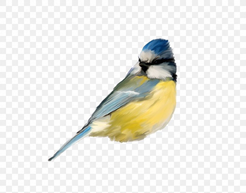 Finches Bird Owl Parrot, PNG, 1600x1257px, Finches, Barn Owl, Beak, Bird, Chickadee Download Free