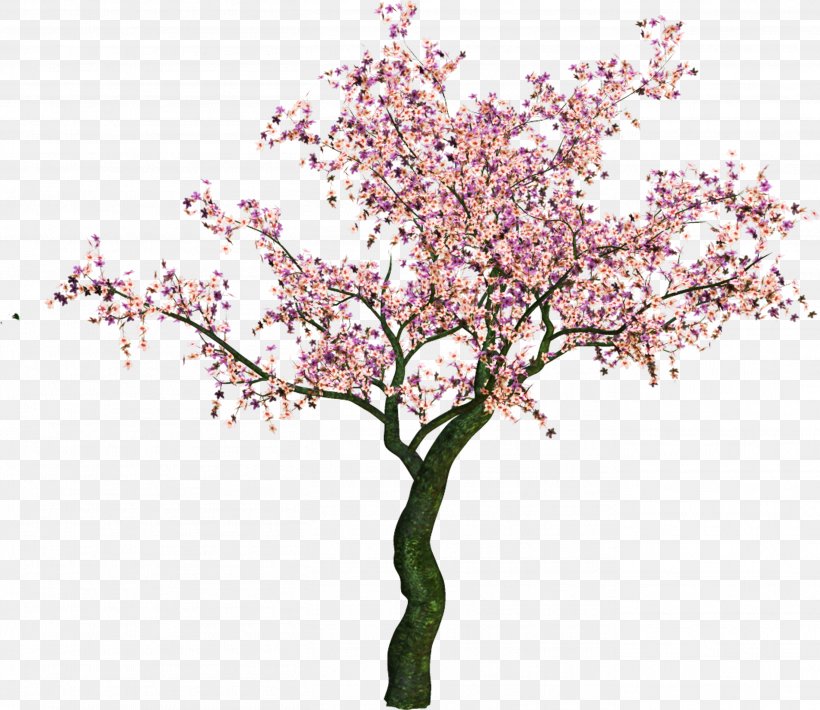 Information Download Clip Art, PNG, 2718x2355px, Information, Blossom, Branch, Cherry Blossom, Cut Flowers Download Free