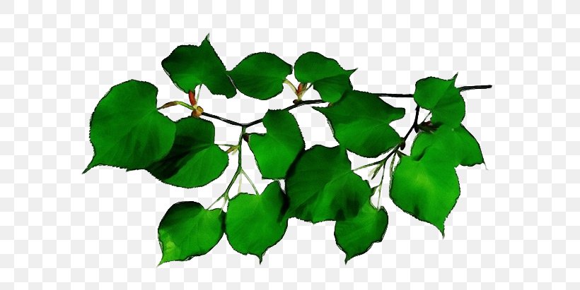 Oak Tree Leaf, PNG, 640x411px, Branch, Birch, Flower, Green, Ivy Download Free