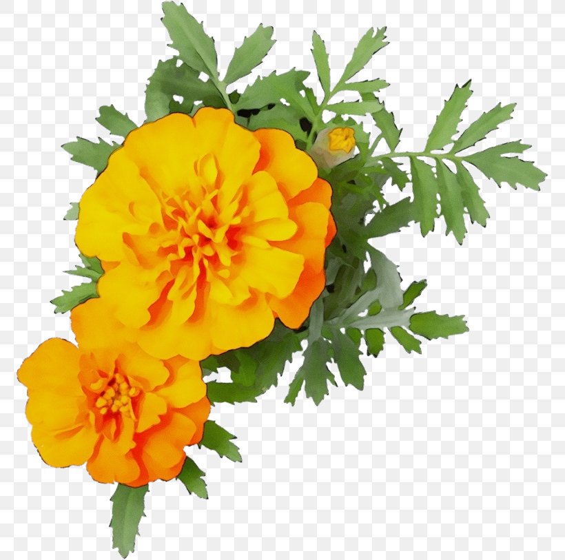 Orange, PNG, 774x813px, Watercolor, English Marigold, Flower, Flowering Plant, Orange Download Free