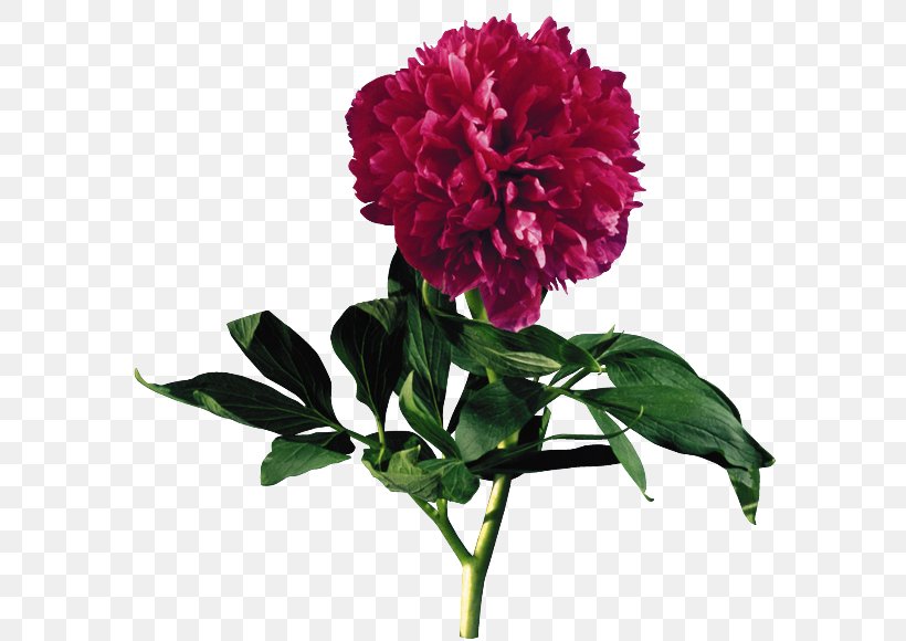 Peony Clip Art GIF Image, PNG, 638x580px, Peony, Artificial Flower, Blog, Carnation, Chinese Peony Download Free