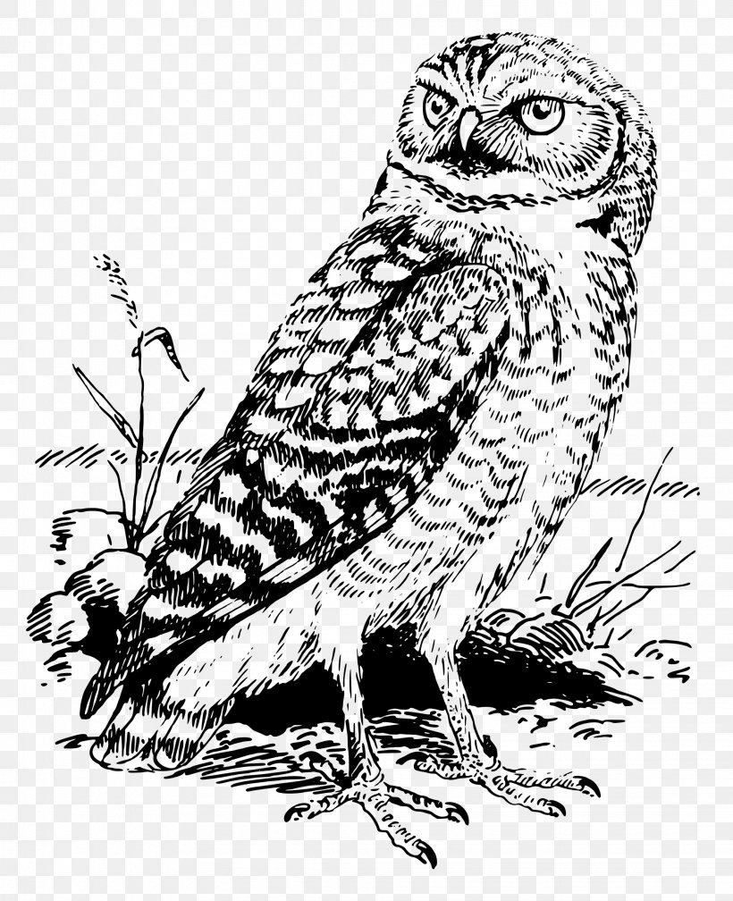 Tawny Owl Bald Eagle Snowy Owl Clip Art, PNG, 1952x2400px, Owl, Art, Bald Eagle, Barred Owl, Beak Download Free