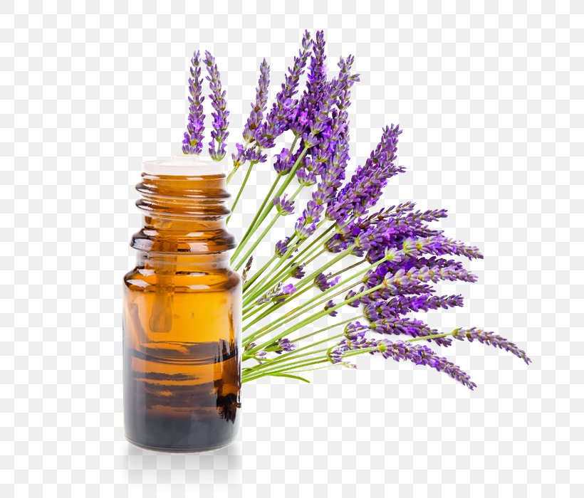 English Lavender Essential Oil Lavender Oil Litsea Cubeba, PNG, 700x700px, English Lavender, Aromatherapy, Botany, Cymbopogon Citratus, Essential Oil Download Free