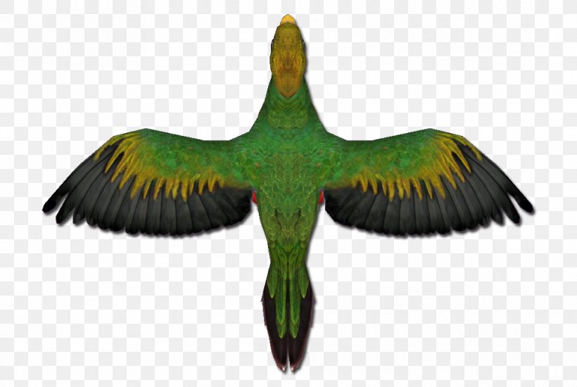 Parakeet Feather Fauna Beak Tail, PNG, 1014x681px, Parakeet, Beak, Bird, Fauna, Feather Download Free