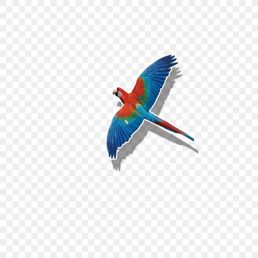 Parrot Bird Flight Macaw, PNG, 2000x2000px, Parrot, Beak, Bird, Common Pet Parakeet, Fauna Download Free