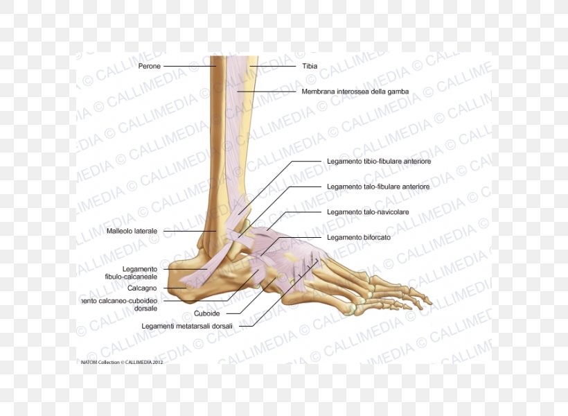 Foot Anterior Talofibular Ligament Lateral Cuneiform Bone Anterior Talofibular Ligament, PNG, 600x600px, Watercolor, Cartoon, Flower, Frame, Heart Download Free