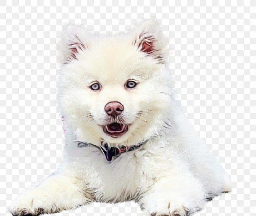 Pomeranian Background, PNG, 855x720px, German Spitz Klein, American Eskimo Dog, Ancient Dog Breeds, Canadian Eskimo Dog, Companion Dog Download Free