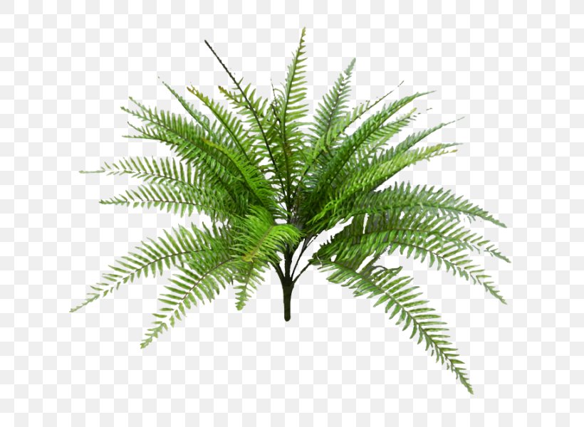 Babassu Palm Trees Oil Palms Plants Artificial Flower, PNG, 800x600px, Babassu, Arecales, Artificial Flower, Attalea Speciosa, Burknar Download Free