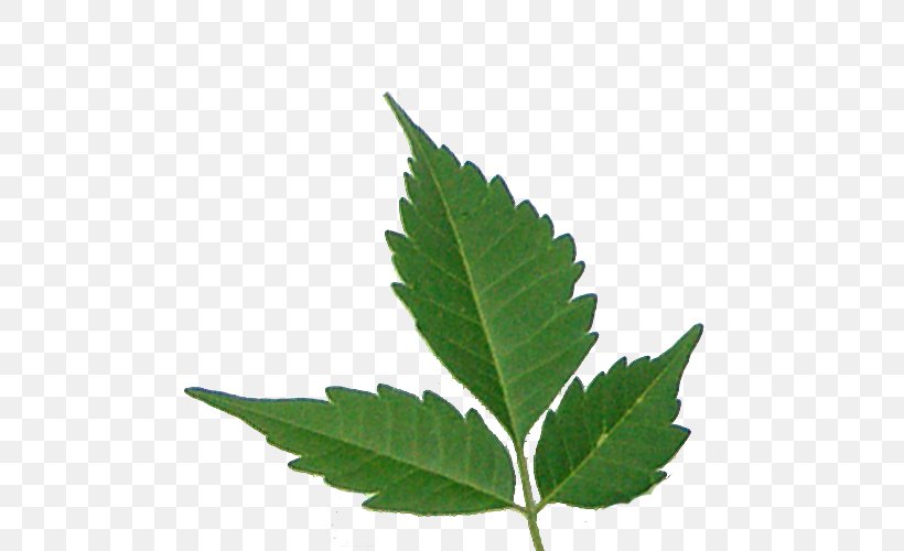 Centro Takiwasi Cannabis Sativa Hemp Cannabaceae, PNG, 500x500px, 8 March, Cannabis, Cannabaceae, Cannabis Sativa, Hemp Download Free
