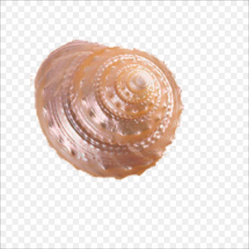 Cockle Seashell Helix Conch, PNG, 1773x1773px, Cockle, Beach, Clam, Clams Oysters Mussels And Scallops, Conch Download Free
