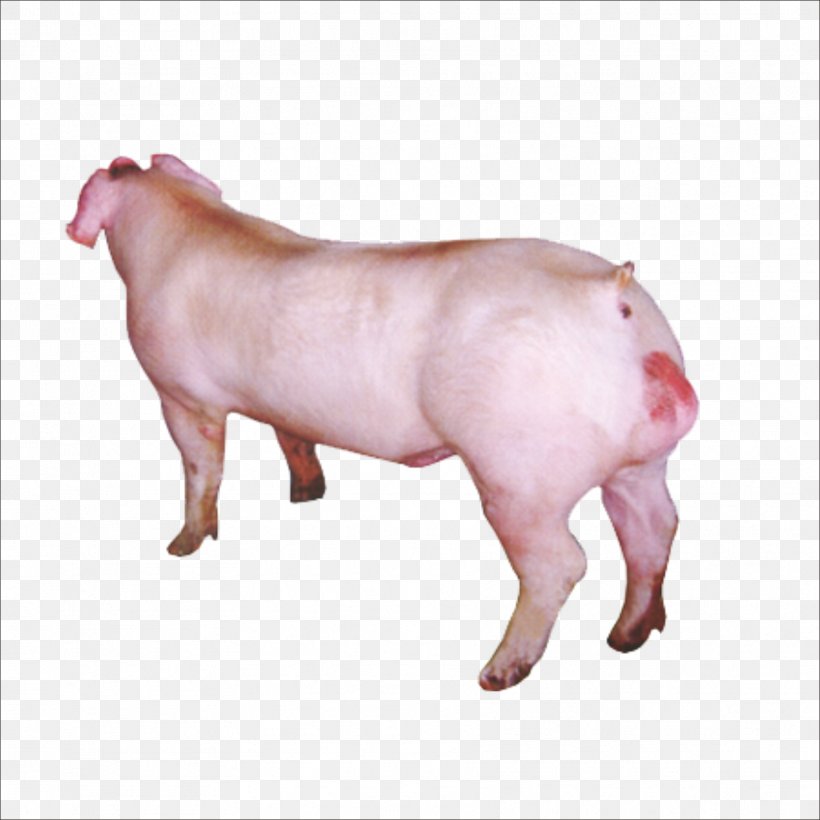 Duroc Pig Wilbur, PNG, 1773x1773px, Duroc Pig, Boar Taint, Cattle Like Mammal, Domestic Pig, Gratis Download Free