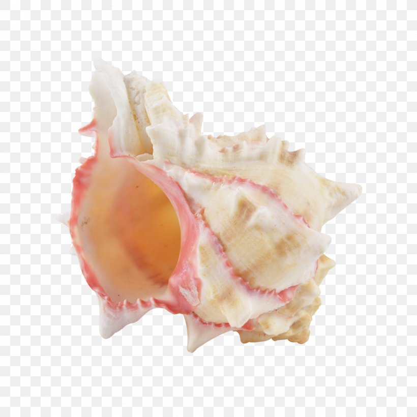Murex Seashell Hexaplex Brassica Mollusc Shell, PNG, 1100x1100px, Murex, Beach, Cabbages, Conch, Fossil Download Free
