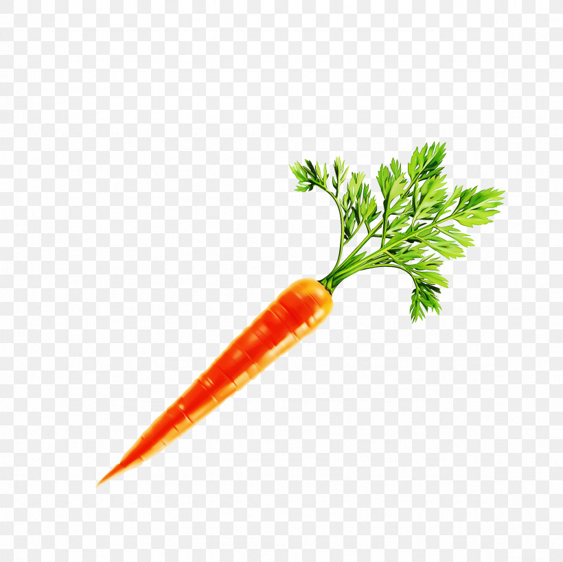 Parsley, PNG, 2362x2362px, Carrot, Baby Carrot, Celery, Food, Leaf Vegetable Download Free