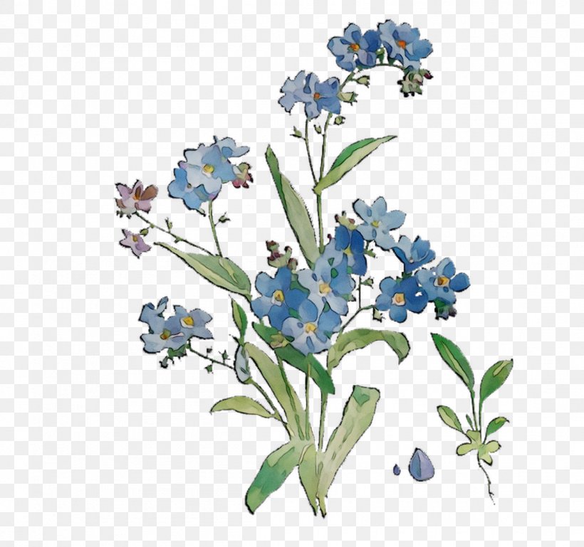Scorpion Grasses Bluebonnet Cut Flowers, PNG, 1150x1079px, Scorpion Grasses, Alpine Forgetmenot, Bluebonnet, Borage Family, California Lilac Download Free